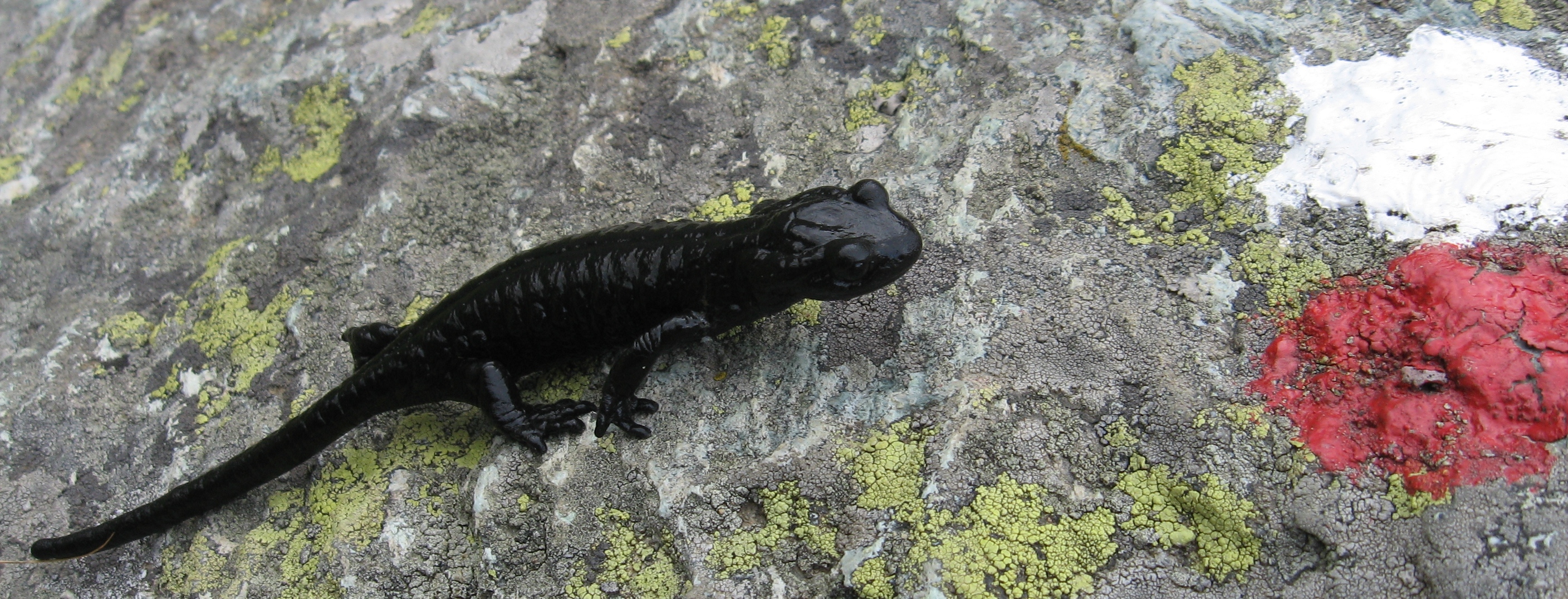 salamandra lanzai striscia