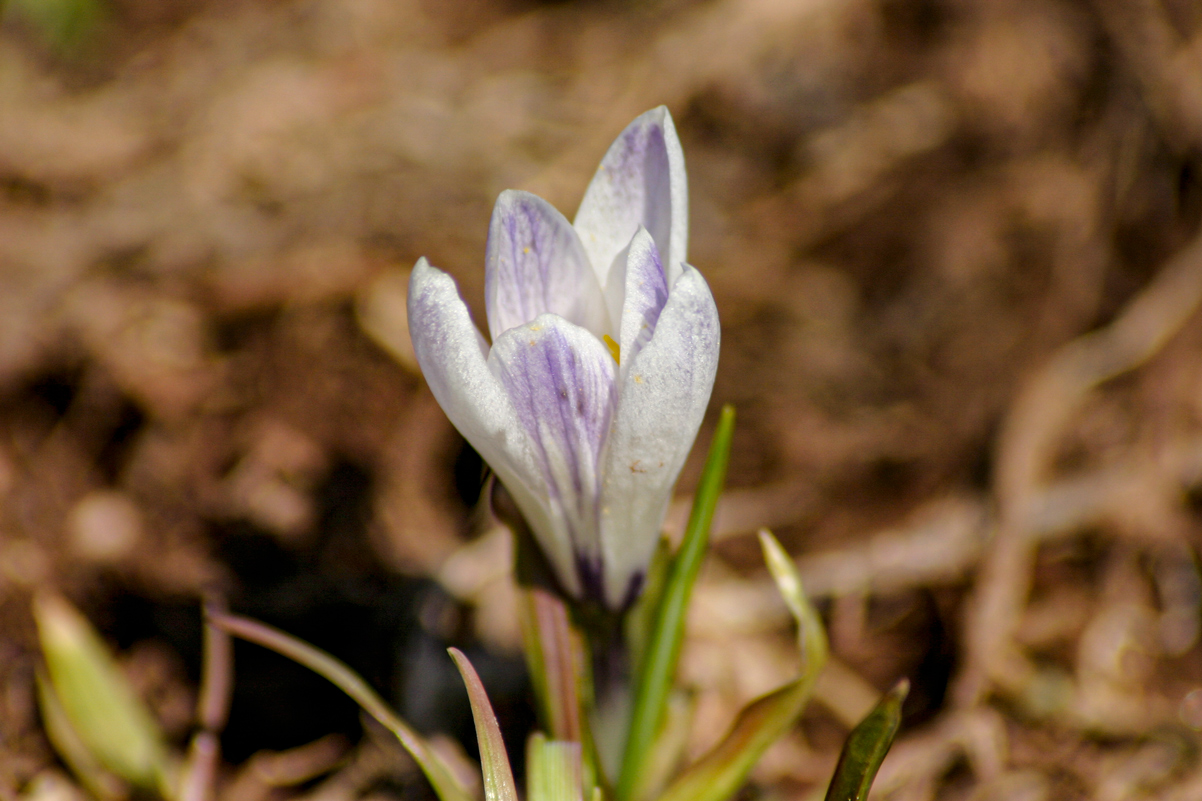 Criticità Ambientali 1 forest 11 - CAI Tutela Ambiente Montano Alto Adige
