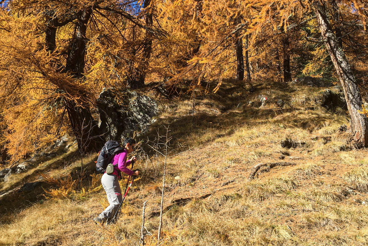 forest 5 - CAI Tutela Ambiente Montano Alto Adige