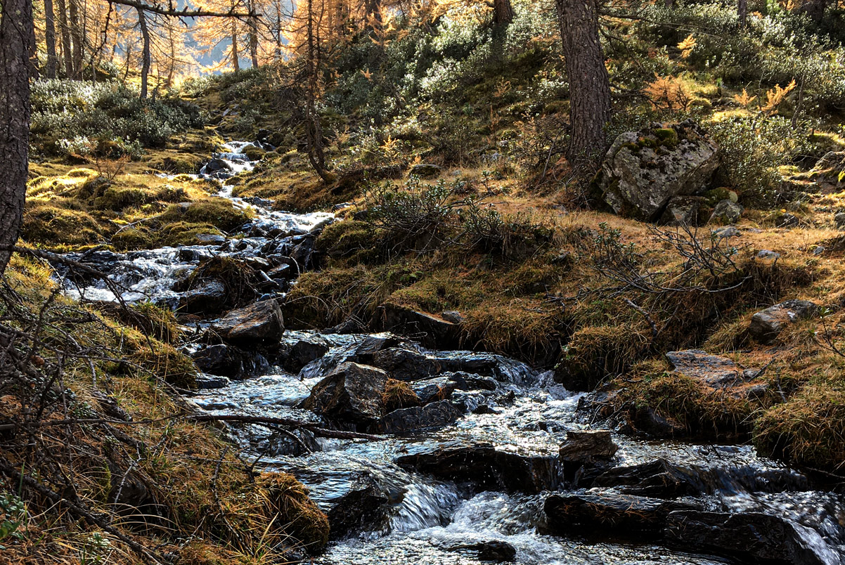 forest 7 - CAI Tutela Ambiente Montano Alto Adige