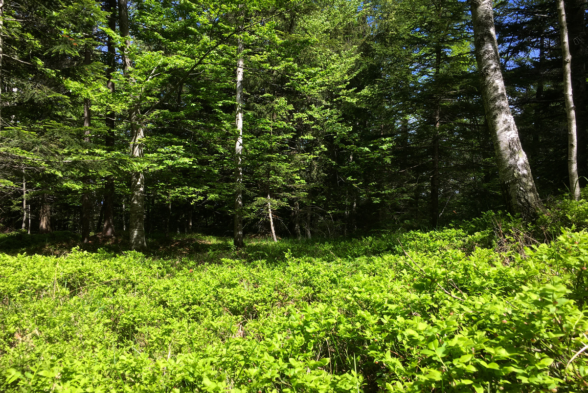 forst 1 - CAI Tutela Ambiente Montano Alto Adige