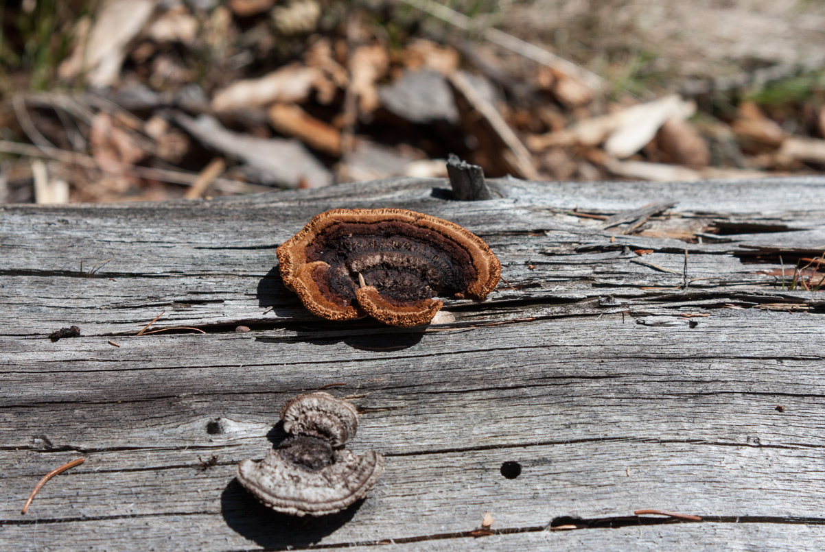 wander 33 1 - CAI Tutela Ambiente Montano Alto Adige