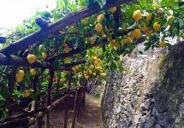 Il Limone Costa D’amalfi, L'agricoltura Eroica e I Terrazzamenti a Salvaguardia del Territorio e Della Biodiversità 7 6 3 - CAI Tutela Ambiente Montano Campania