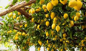 Il Limone Costa D’amalfi, L'agricoltura Eroica e I Terrazzamenti a Salvaguardia del Territorio e Della Biodiversità 8 7 3 - CAI Tutela Ambiente Montano Campania