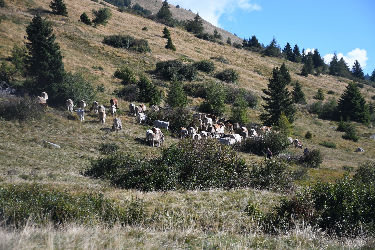 Osservatorio 11 2022 - CAI Tutela Ambiente Montano