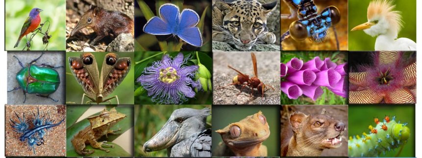 biodiversita - CAI Tutela Ambiente Montano