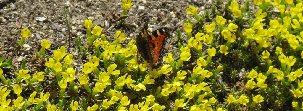 farfalla1 1024x376 1 - CAI Tutela Ambiente Montano