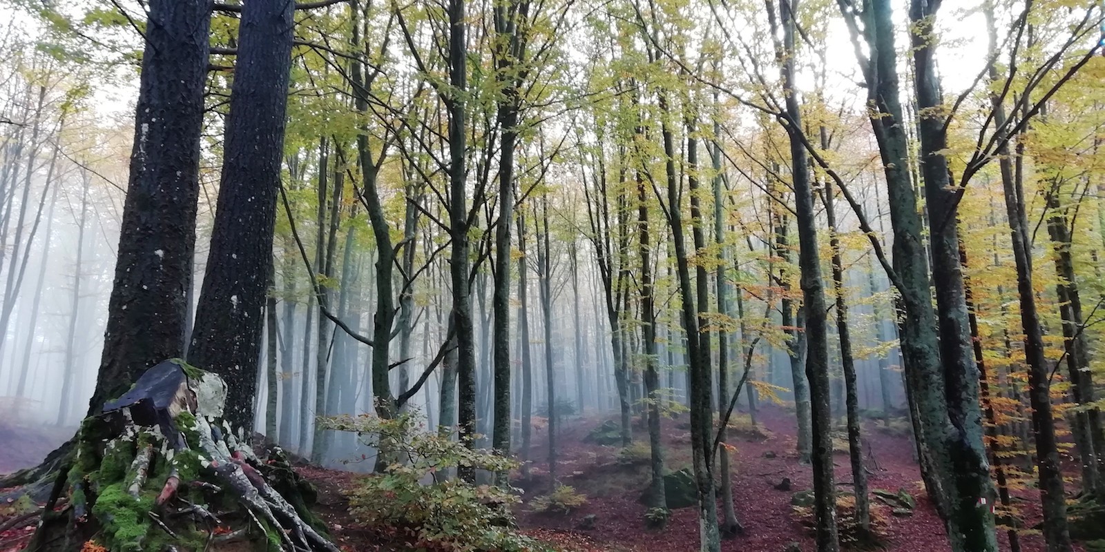 Non prorogabile la necessità di preservare e ripristinare le foreste