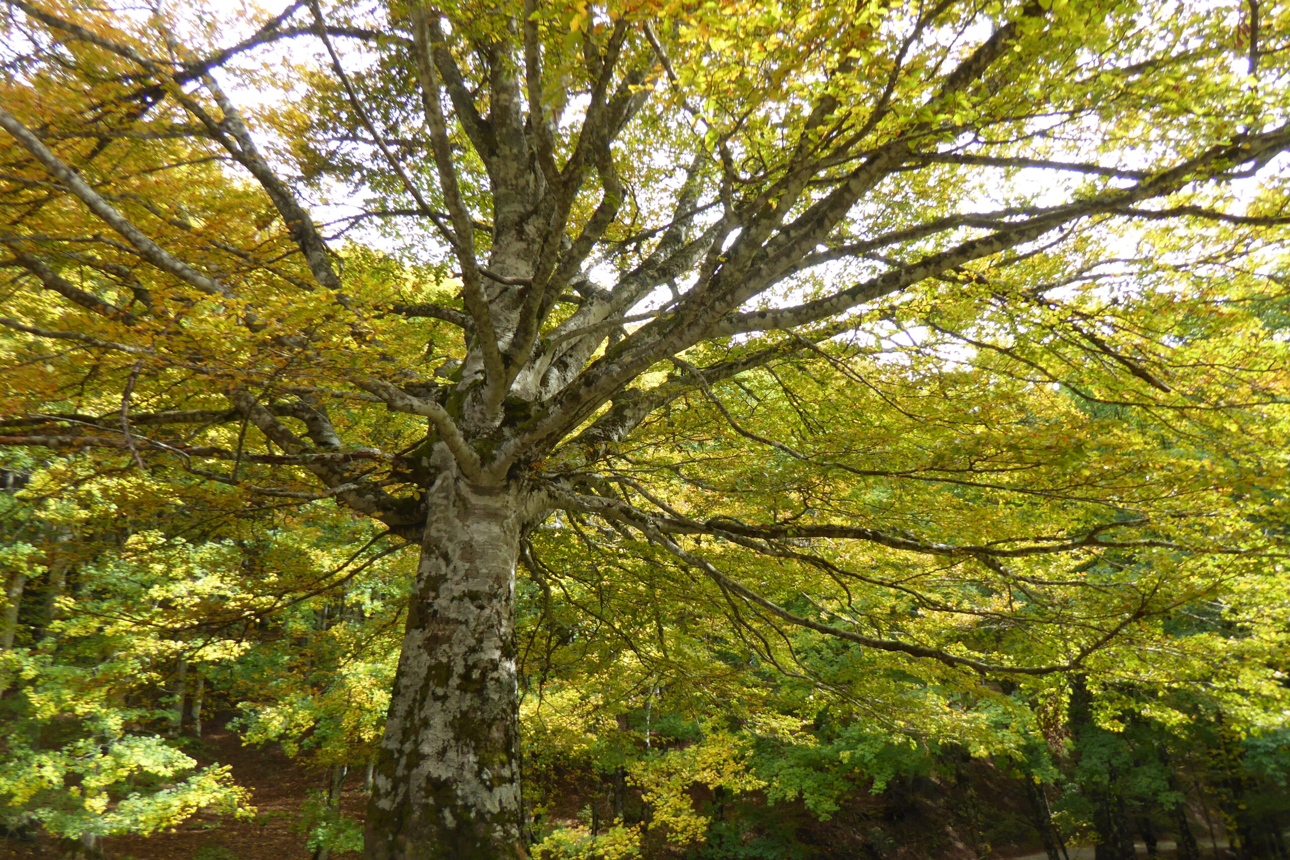 Terapia Forestale, I Benefici Della Foresta Sulla Salute Umana.