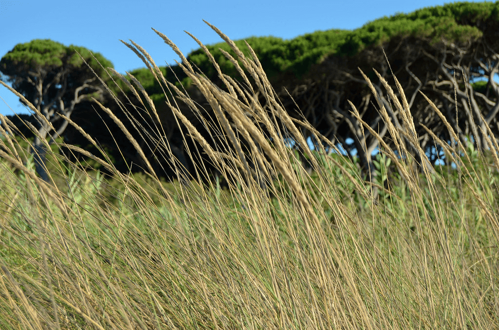 15 gen – Il Mare Nascosto di Baratti: Punta San Leonardo (escursione TAM)