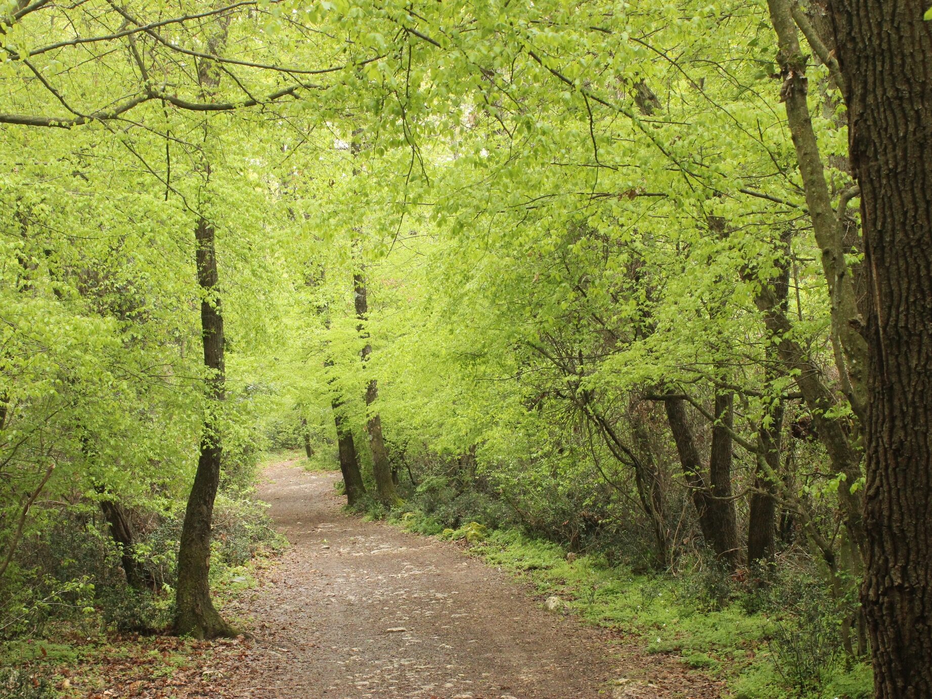 bosco di gattaceca 1 original edited - CAI Sezione di Monterotondo