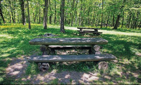 Domenica 30 maggio 2021 - Bosco di Pallareta - Casermetta dei Vigili Rurali 2 1621772618199.jpg pallareta servono idee per il bosco dimenticato - CAI Sezione di Potenza