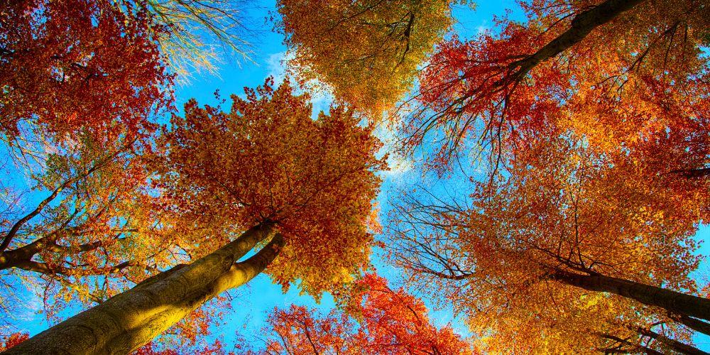 La Costara – Da Fontana Delle Brecce A Costara Di Sasso_domenica 1 Ottobre 2023