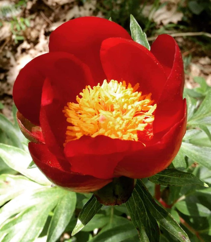 Banxhurna – Ka Karnara Escursione Ecologica In Occasione Della Giornata Mondiale Della Biodiversità_domenica 22 Maggio 2022