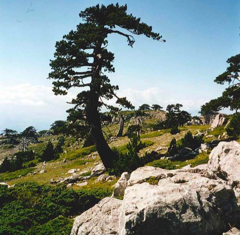 Parco Nazionale Del Pollino – Serra Di Crispo E Il Sentiero Della Rueping_da Venerdì 30 Giugno A Domenica 1 Luglio 2023