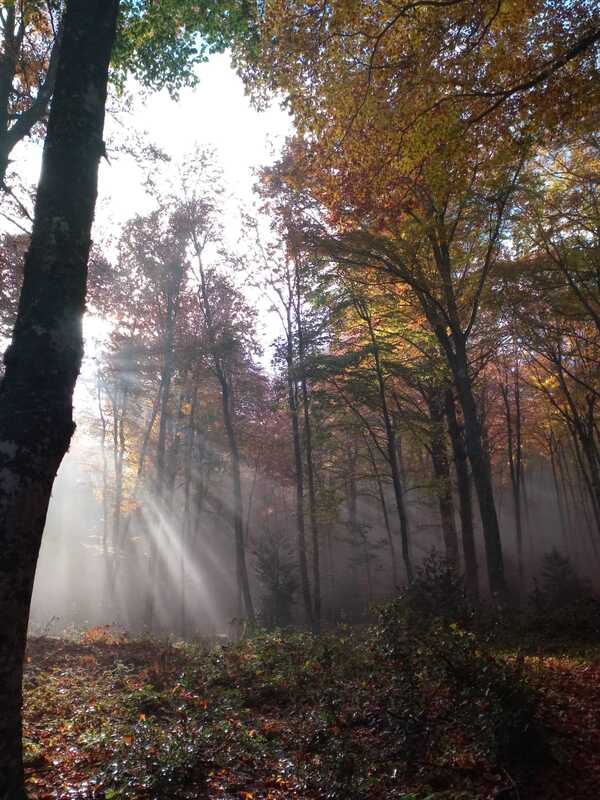 Domenica 30 maggio 2021 - Bosco di Pallareta - Casermetta dei Vigili Rurali 1 61761c4f bf2a 40f1 8656 64683b69a32a 1 - CAI Sezione di Potenza