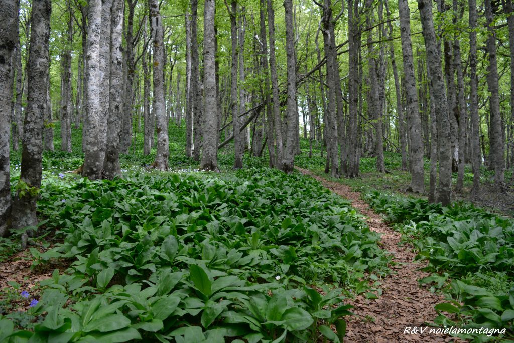 Monte Arioso (anello Da Fontana Delle Brecce)_domenica 29 Giugno 2024