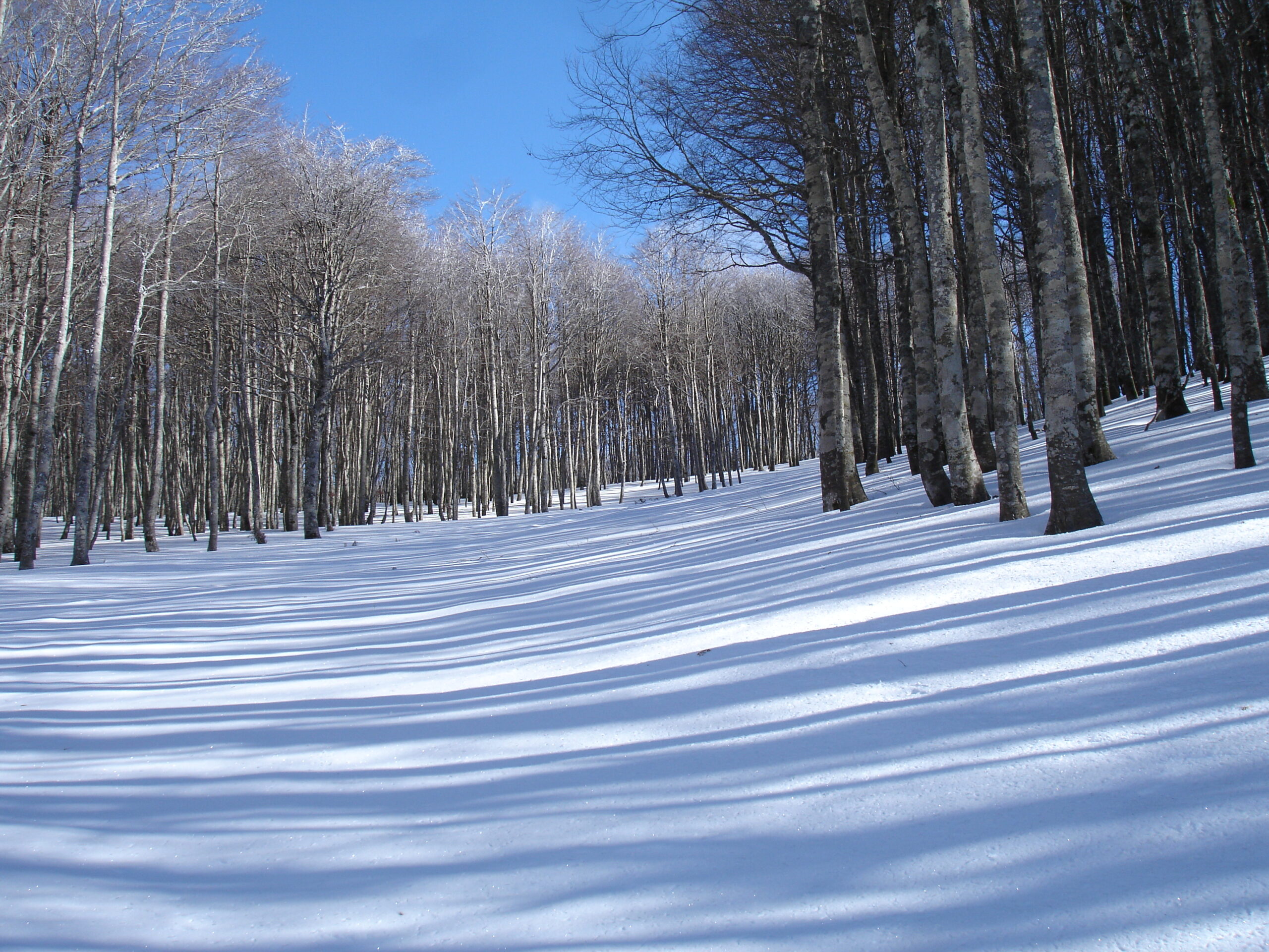 Monte Calvelluzzo – Ciaspolata_ Domenica 26 Febbraio 2023