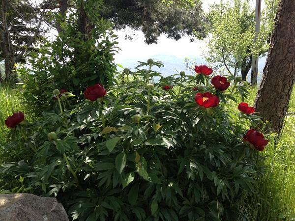 Sabato 21 maggio 2022 - San Paolo Albanese - Banxhurna ka Karnara 1 Fiore San Paolo - CAI Sezione di Potenza