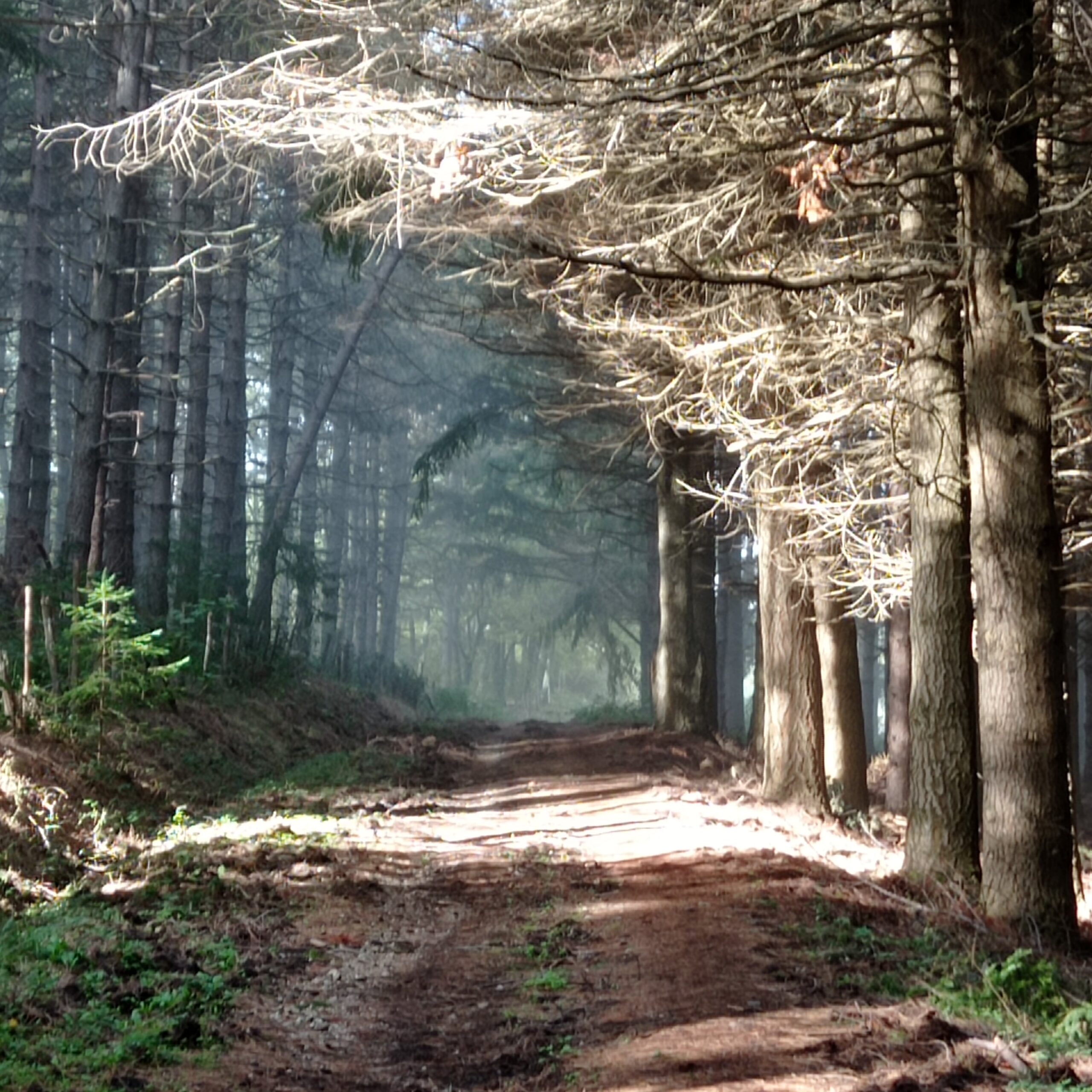 Bosco Di Montepiano E Borgo Stigliano_sabato 26 Marzo 2022