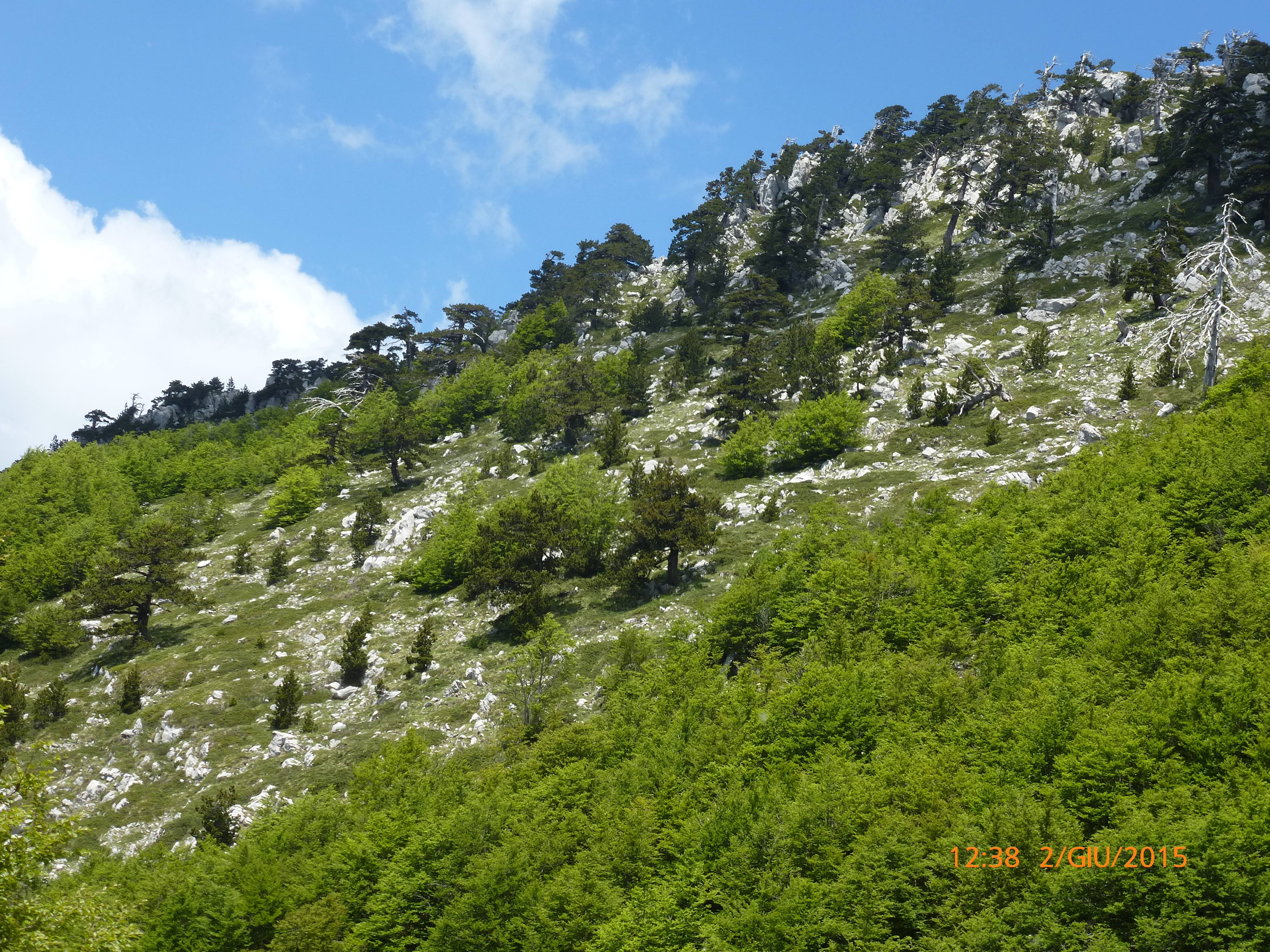 Domenica 12 giugno 2022 - In Cammino Nei Parchi - Bosco Magnano 1 P1010782 - CAI Sezione di Potenza