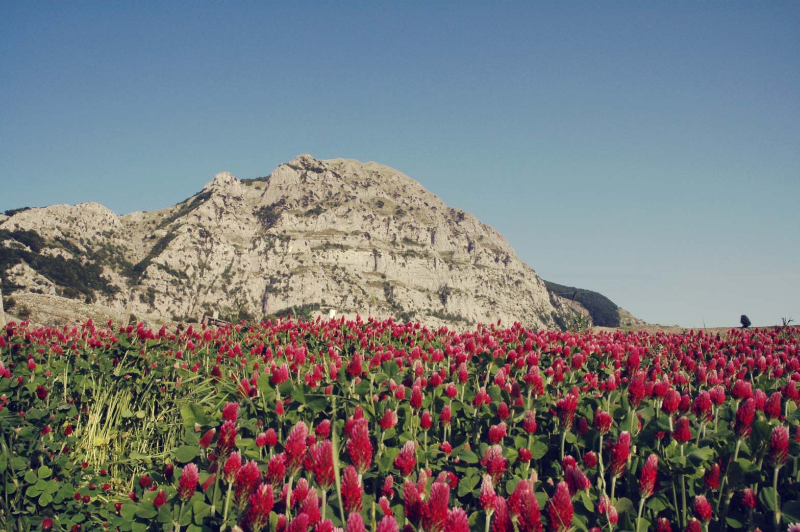 Monte Alpi – Cima Pizzo Falcone_domenica 30 Luglio 2023