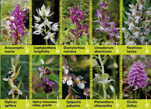 Moliterno: Percorso Delle Orchidee_sabato 20 Maggio 2023