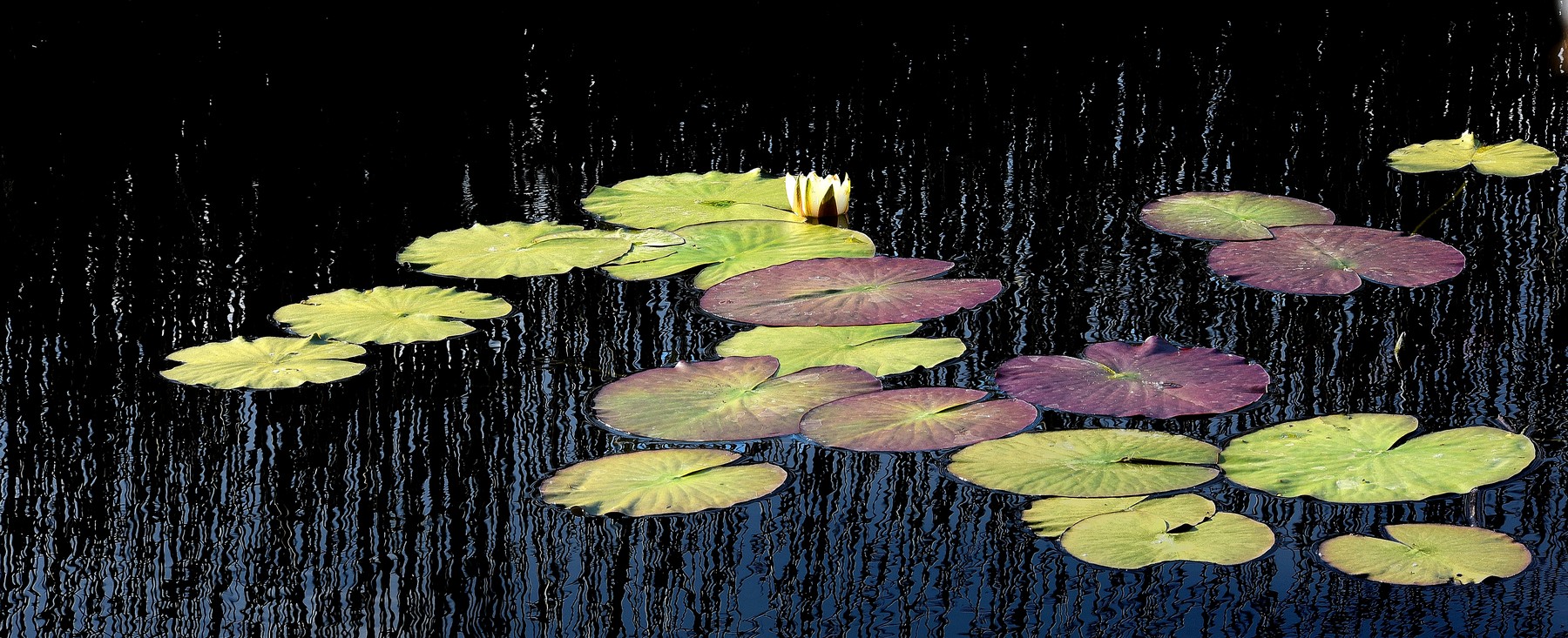 Itinerario Dell’oro – Rinvio