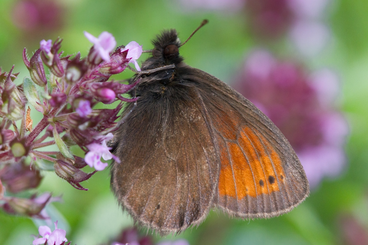 Luoghi Da Scoprire 11 Erebia christi 37 - CAI Sezione di Villadossola