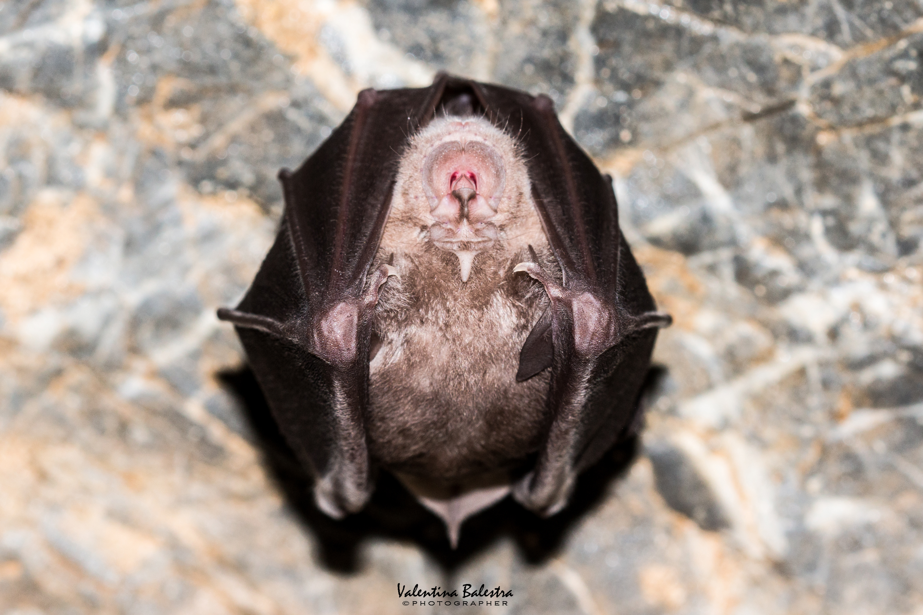 Ricerca Biologica 5 IMG 0090 1 2 f - CAI BOSSEA