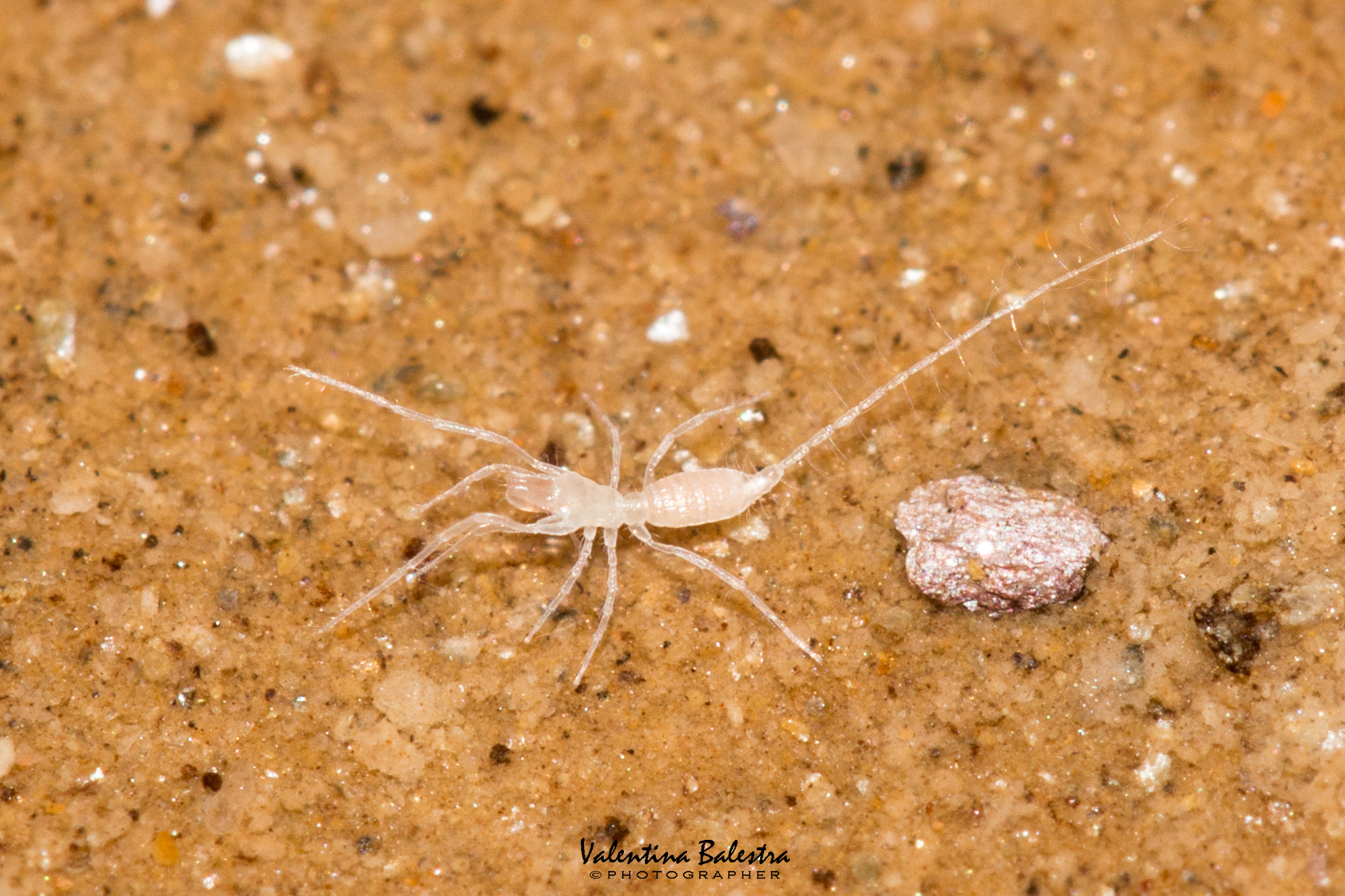 Ricerca Biologica 6 IMG 0109 1 2f - CAI BOSSEA