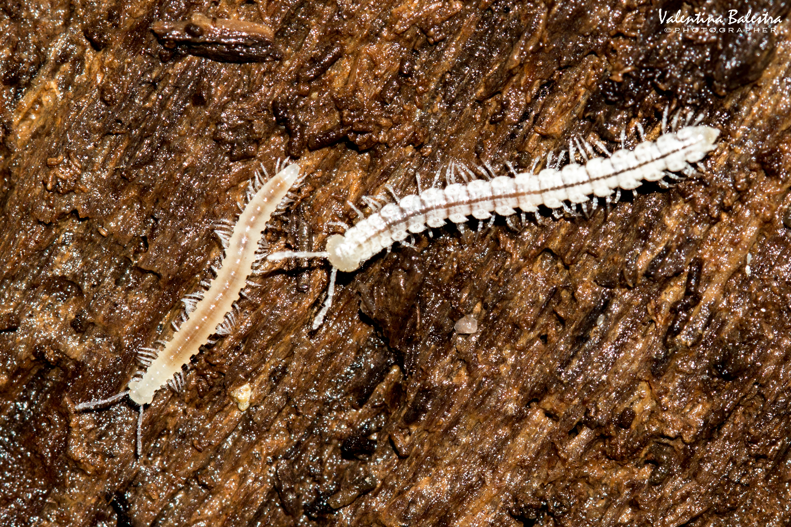 Ricerca Biologica 4 IMG 0128 1 2f - CAI BOSSEA